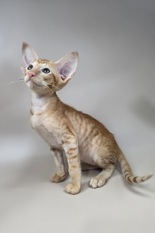 Jafar | Oriental Shorthair Kitten