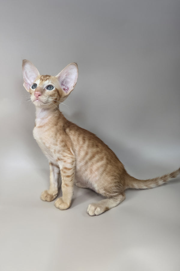 Jafar | Oriental Shorthair Kitten