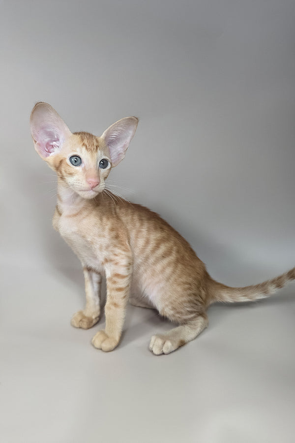 Jafar | Oriental Shorthair Kitten