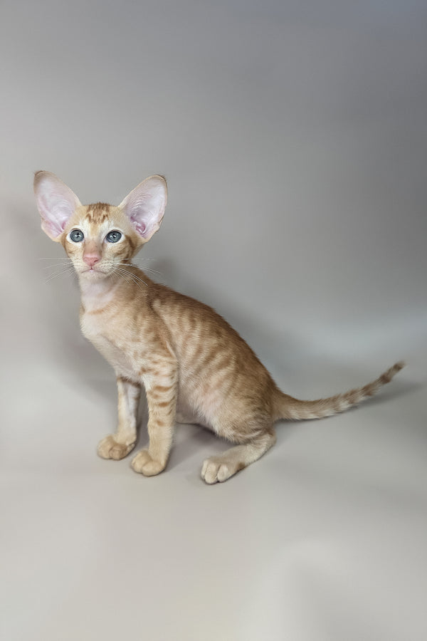 Jafar | Oriental Shorthair Kitten