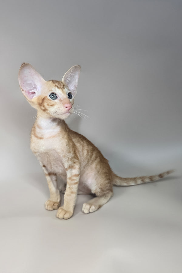 Jafar | Oriental Shorthair Kitten