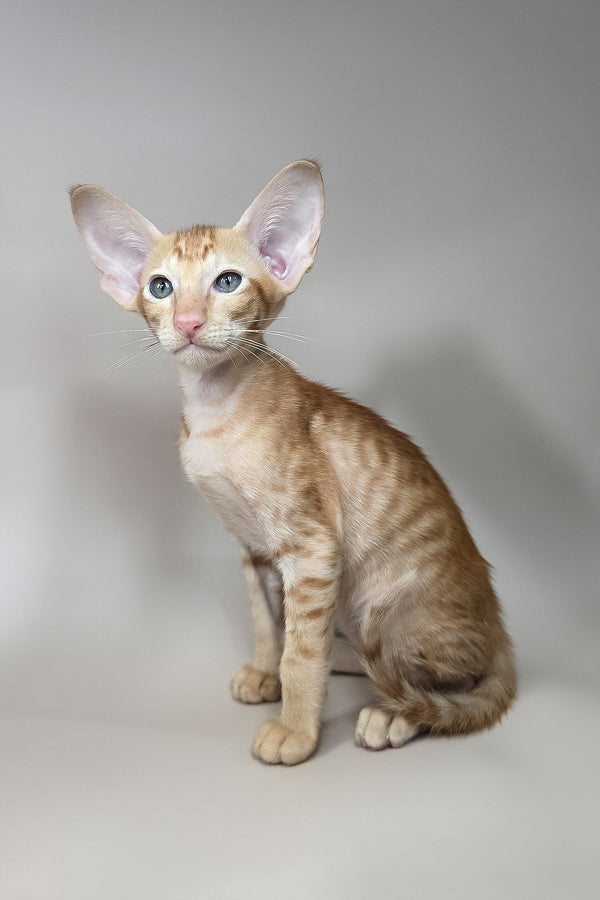 Jafar | Oriental Shorthair Kitten