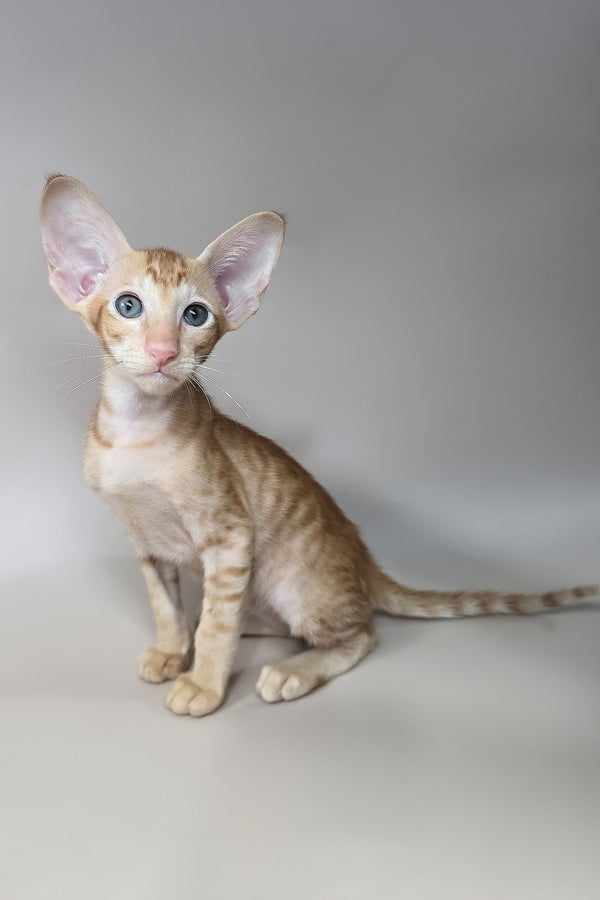 Jafar | Oriental Shorthair Kitten