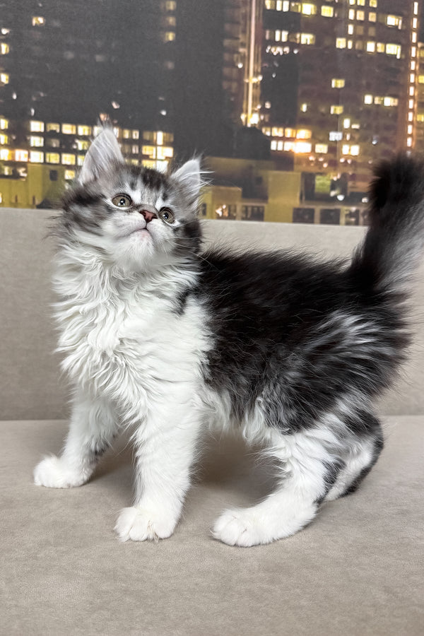 Jasmine | Maine Coon Kitten