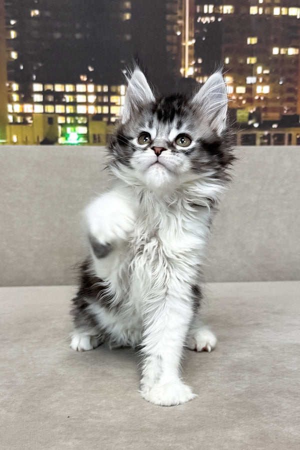 Jasmine | Maine Coon Kitten