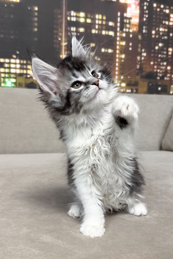 Jasmine | Maine Coon Kitten