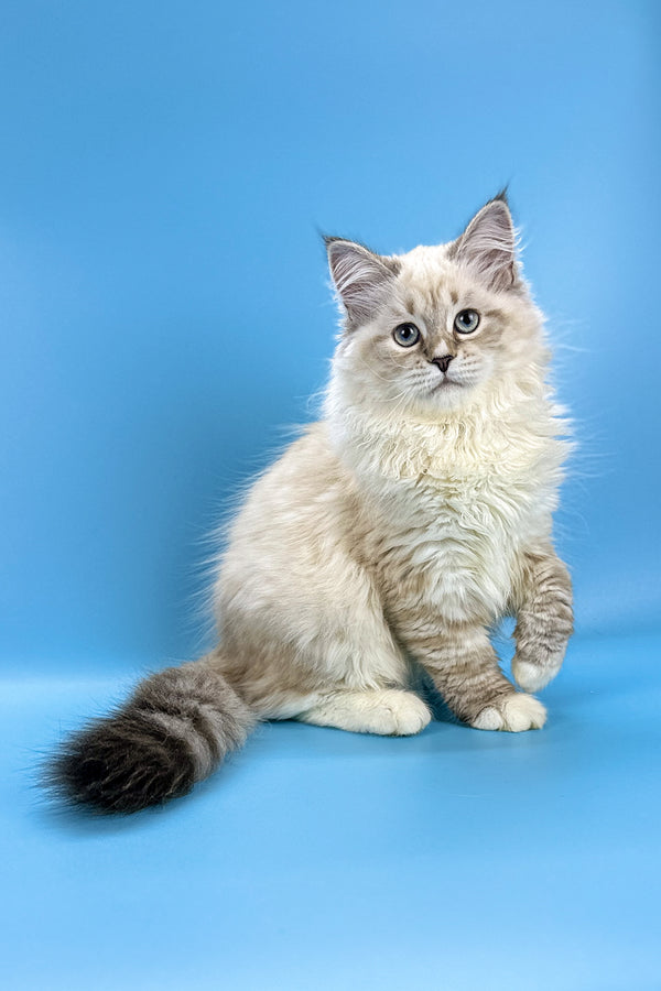 Josephine | Siberian Kitten