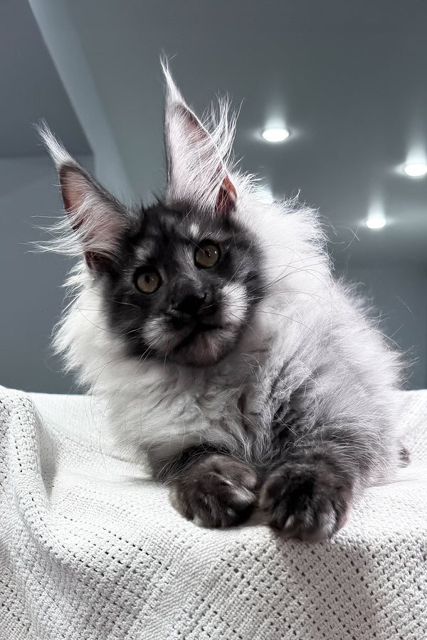 Keks | Maine Coon Kitten