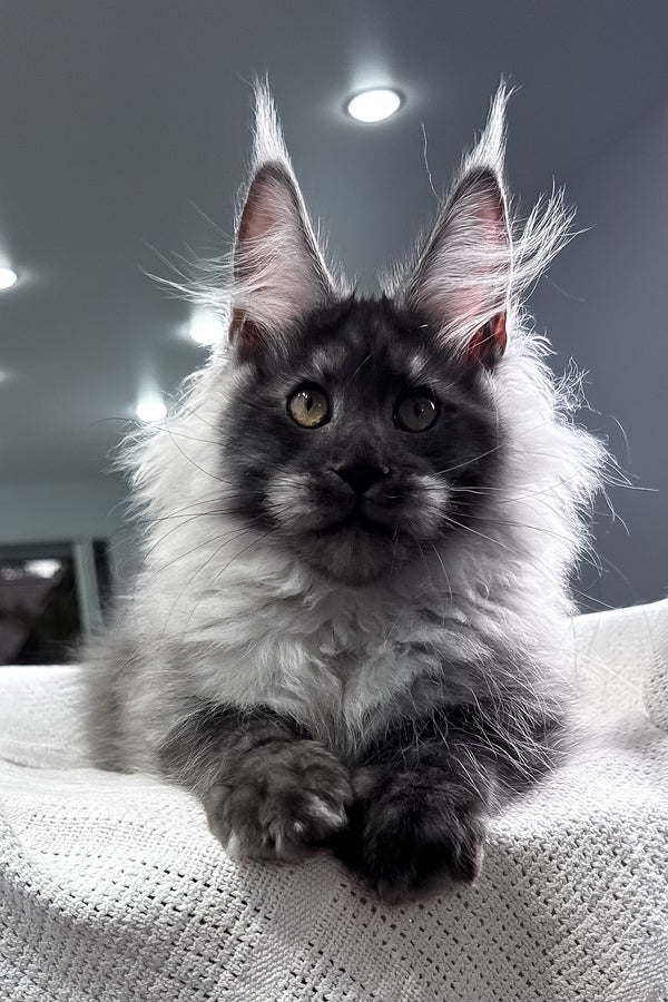 Keks | Maine Coon Kitten