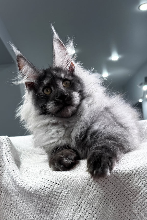 Keks | Maine Coon Kitten