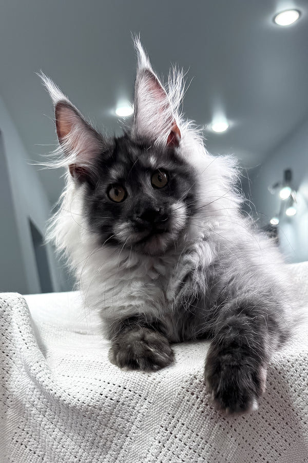 Keks | Maine Coon Kitten