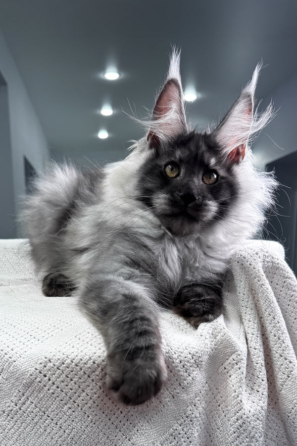Keks | Maine Coon Kitten
