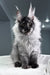 Keks | Maine Coon Kitten