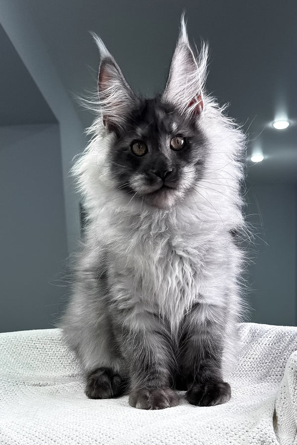 Keks | Maine Coon Kitten