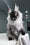 Keks | Maine Coon Kitten