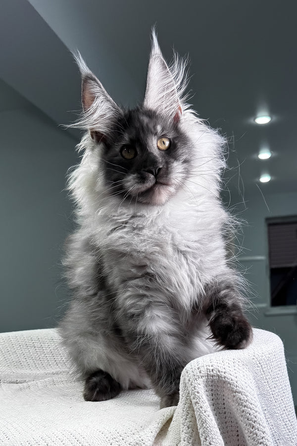 Keks | Maine Coon Kitten
