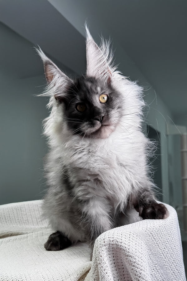 Keks | Maine Coon Kitten