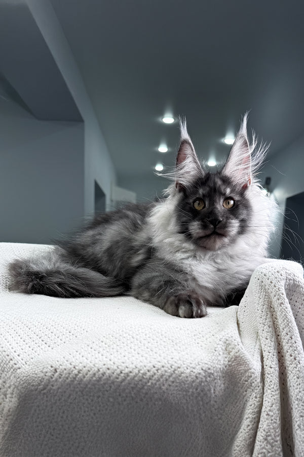 Keks | Maine Coon Kitten