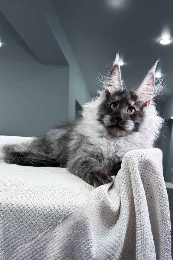 Keks | Maine Coon Kitten