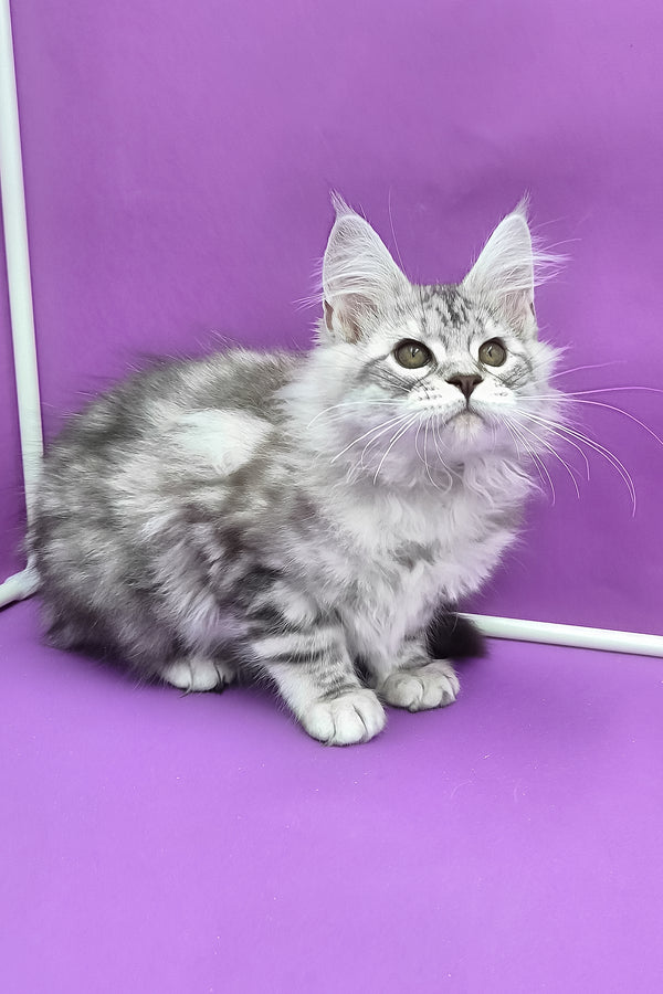Koko | Maine Coon Kitten