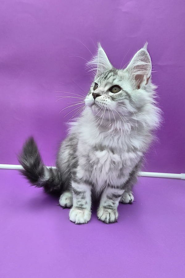 Koko | Maine Coon Kitten
