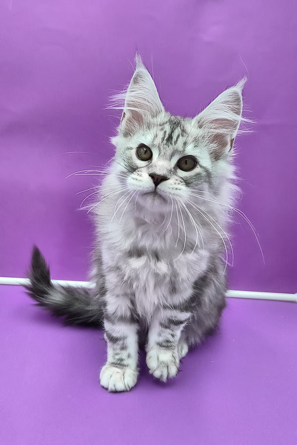 Koko | Maine Coon Kitten