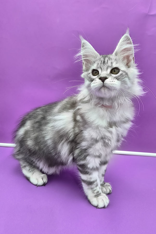 Koko | Maine Coon Kitten
