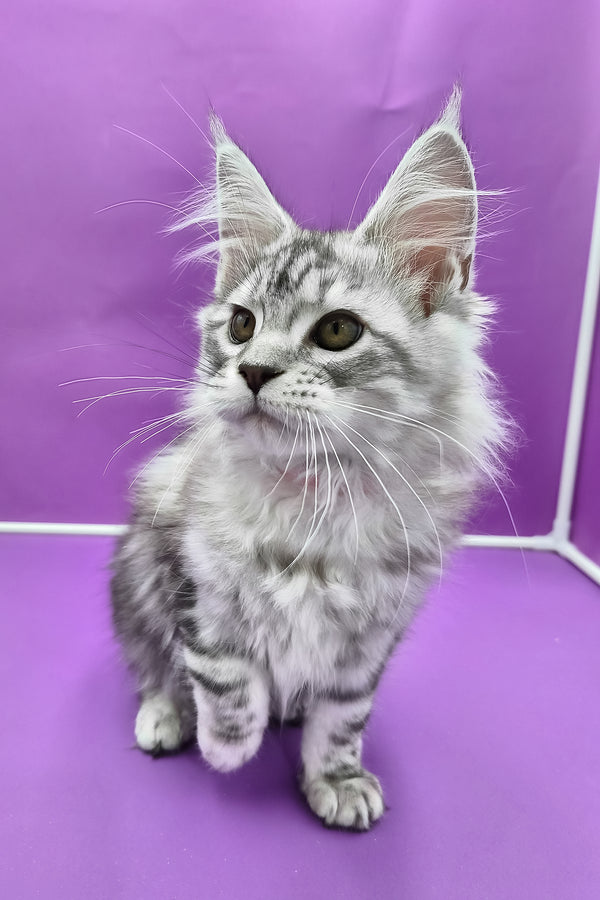 Koko | Maine Coon Kitten