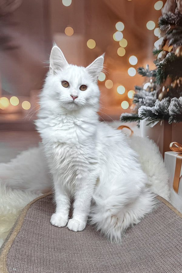 Neony | Maine Coon Kitten