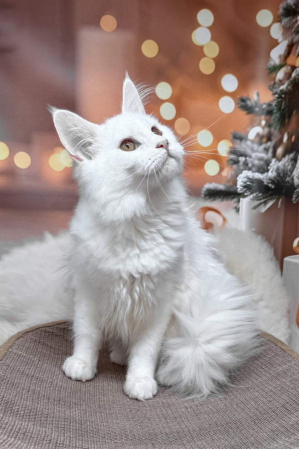 Neony | Maine Coon Kitten