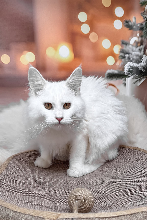 Neony | Maine Coon Kitten