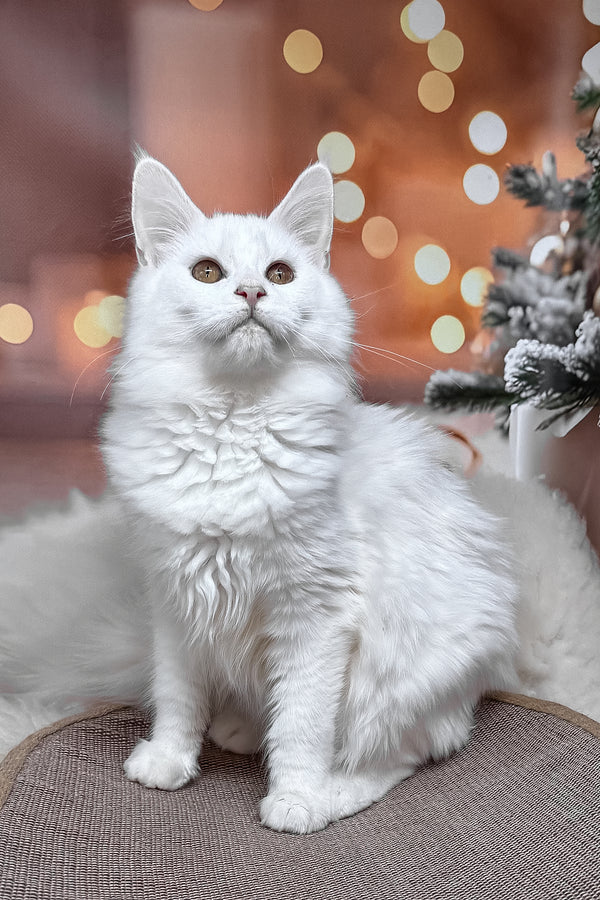 Neony | Maine Coon Kitten