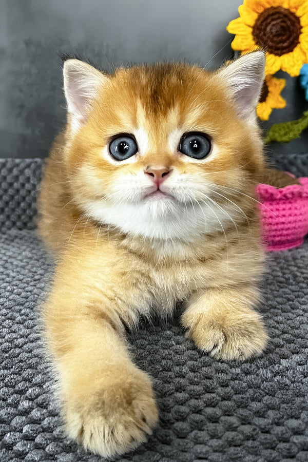 Neptune | Scottish Straight Kitten