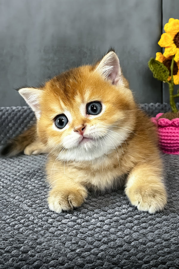 Neptune | Scottish Straight Kitten