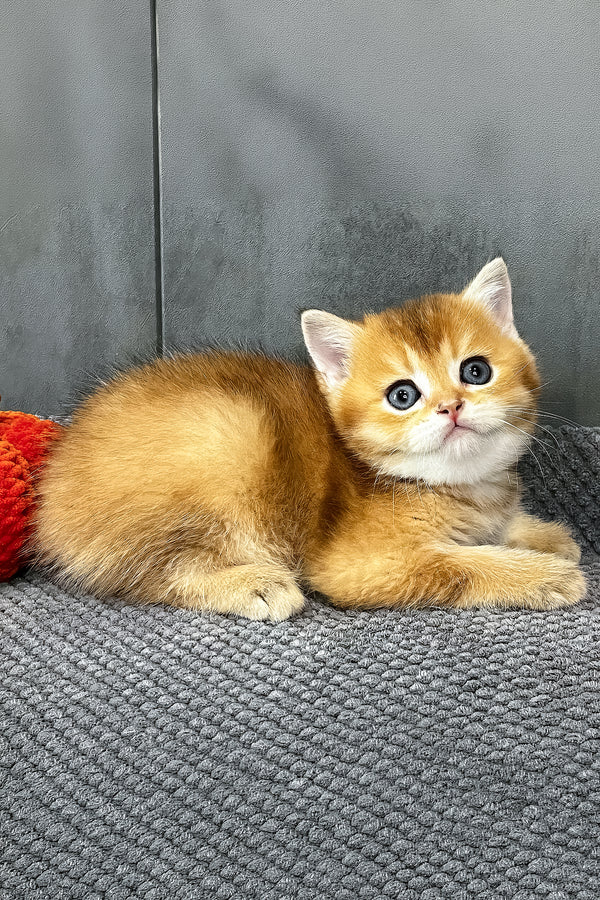 Neptune | Scottish Straight Kitten