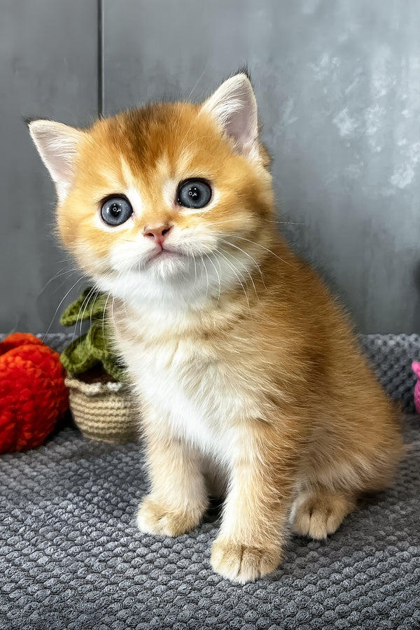 Neptune | Scottish Straight Kitten