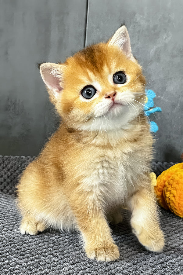 Neptune | Scottish Straight Kitten
