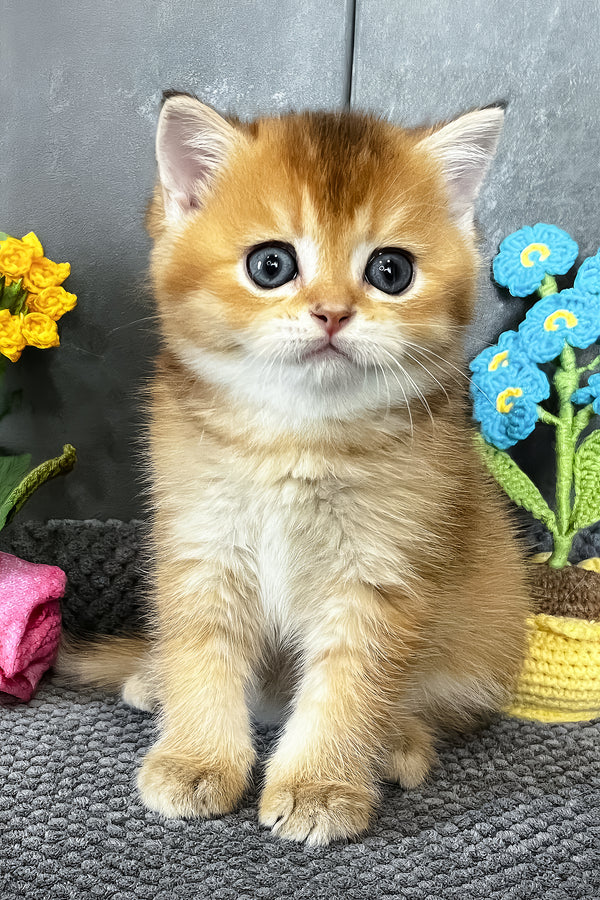 Neptune | Scottish Straight Kitten