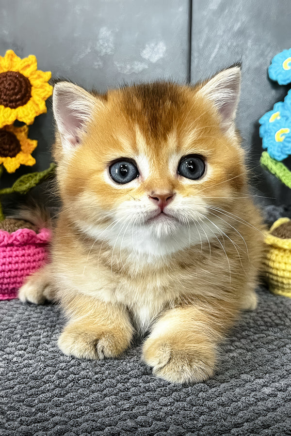 Neptune | Scottish Straight Kitten