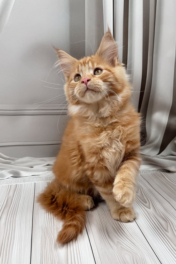 Nikita | Maine Coon Kitten