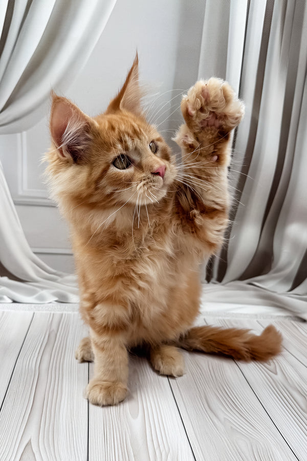 Nikita | Maine Coon Kitten