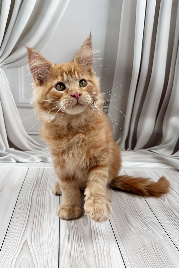 Nikita | Maine Coon Kitten
