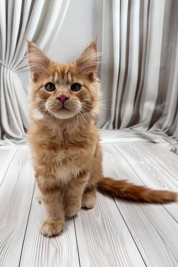 Nikita | Maine Coon Kitten