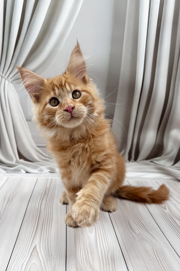Nikita | Maine Coon Kitten