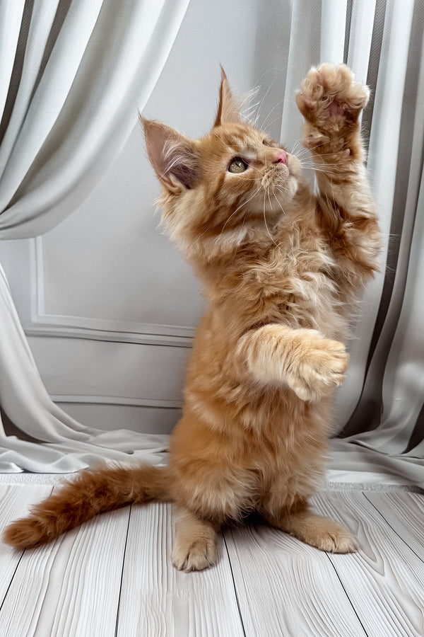 Nikita | Maine Coon Kitten