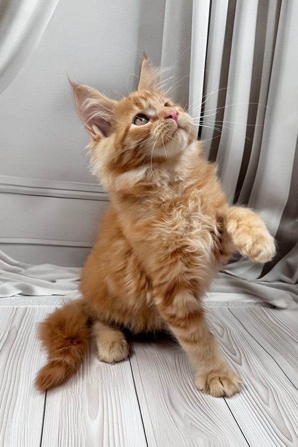 Nikita | Maine Coon Kitten