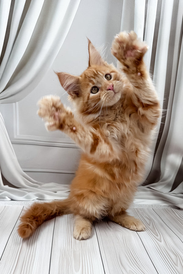 Nikita | Maine Coon Kitten