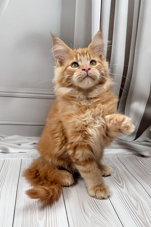 Nikita | Maine Coon Kitten