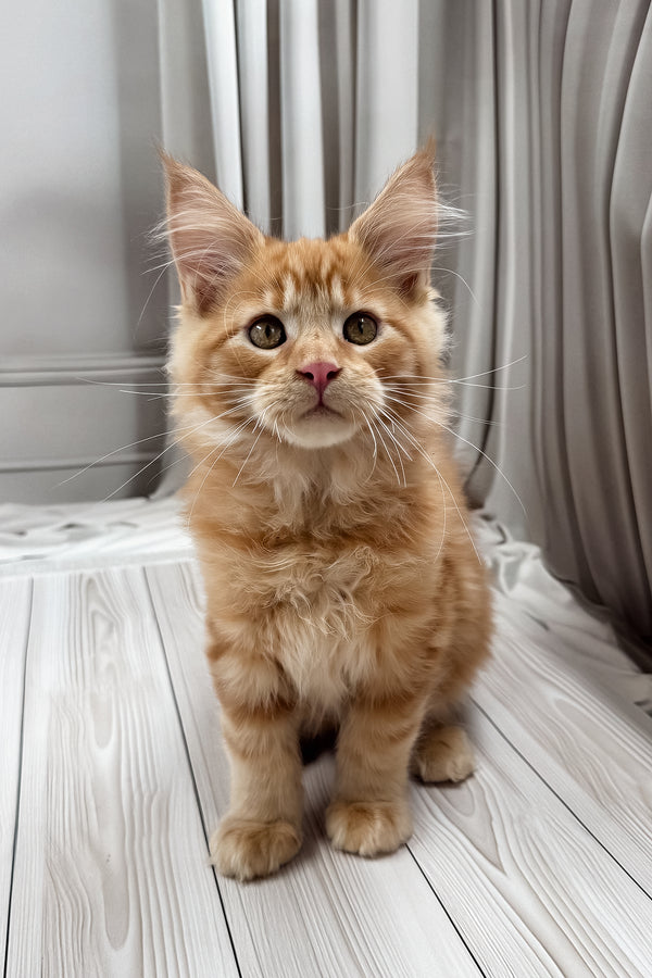 Nikita | Maine Coon Kitten