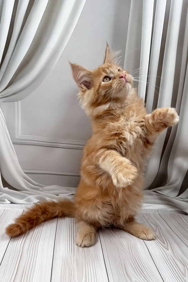 Nikita | Maine Coon Kitten